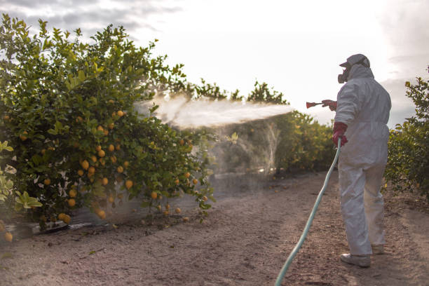 Best Termite Control Services  in Eminence, KY